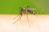 BOMBSHELL: Proof GMOs cannot be contained  GM mosquitoes have successfully mated with wild mosquitoes, spreading GM traits