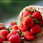 Strawberry nutrient helps protect elderly from neurodegenerative disease