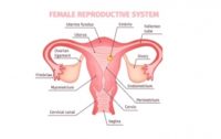 Study: Ovarian Cancer not Ovarian! Millions of Women Have Ovaries Surgically Removed Needlessly?