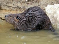 The Home Life of the Beaver