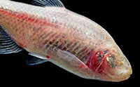 Blind Cavefish Illuminate Divine Engineering