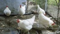 6 Features your chicken coop must have