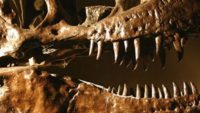 Are Dinosaur Proteins Virtually Immortal?