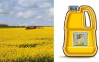 Study: Is Canola Oil Consumption Linked to Alzheimer’s Disease?