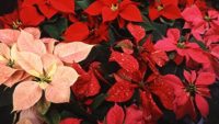 How the Poinsettia Came to Brighten Christmas