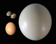 Eggs and Evolution