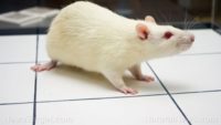 America: Home of the HUMAN LAB RATS … Why prescription medications are mostly unsafe chemical experiments that worsen overall health