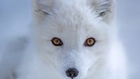 Learn How the Arctic Fox Get Its Winter Coat from Answers Magazine