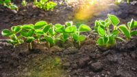 Cover crops found to reduce weed infestations, need for tillage while returning nutrients to the soil