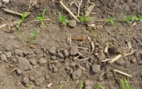 Pro-GMO Farm Publication Admits Glyphosate Herbicide is Harming Soil and Plant Health