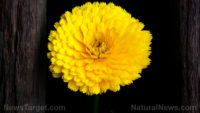 Make your own calendula extract: Step by step instructions for this multipurpose medicine