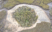 Stromatolites by Land and by Sea