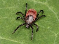 More than half of Lyme disease survivors experience severe, persistent symptoms, even after being clinically cleared of infection