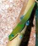 Are Lizards in Brazil Evolving?