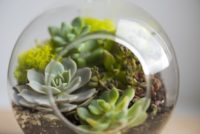 How To Set Up A Plant Terrarium + 14 Amazing Ideas