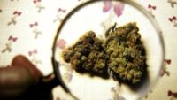 Does Marijuana Cause Health Problems?