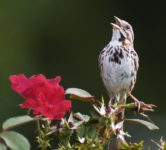 Do Birds Truly Make Music?