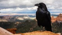 Ravens Are Evolving Into . . . Ravens