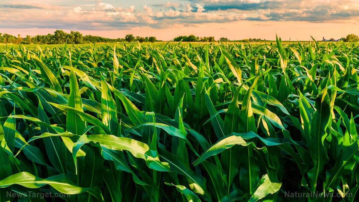 Human agriculture laborers soon OBSOLETE: U.K. researchers grow the world’s first crops using nothing but drones and robots