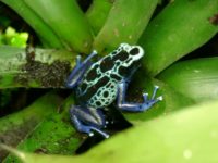 Could Poison Frogs Poison Themselves?
