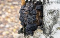 Super Antioxidant Chaga Mushrooms: Healing Cancer and Autoimmune Diseases