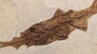 What Rotting Fish and Worms Tell Us About Fossilization