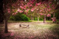 The Garden on a Hill