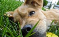 Studies Link Canine Cancers to Lawn Chemicals