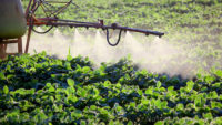 Crop productivity and food security threatened by herbicide-resistant super weeds