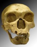 The Humanity of Neanderthals