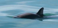 What Purpose for a Porpoise?