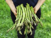 How To Grow Asparagus: The Delicious Vegetable That Grows Back Every Year
