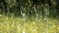 Best Food for Hay Fever (Seasonal Allergies)