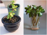 4 Houseplants You Can Easily Propagate From Cuttings