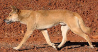Wild Dogs of Australia
