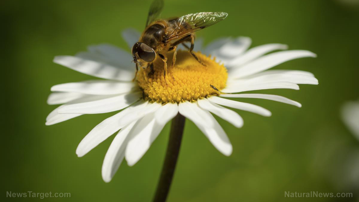 A simple guide to creating a pollinator-friendly garden