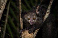 How the Aye-Aye Taps Into Lunch