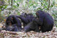 Chimps’ Brains Work Differently