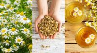 12 Reasons To Grow Chamomile & 7 Brilliant Recipes