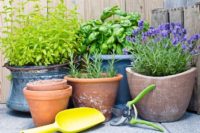 14 Herbs & Plants That Repel All Types Of Insects