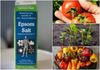 10 Incredible Epsom Salt Uses For Plants & The Garden