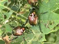 10 Ways To Get Rid Of Japanese Beetles Naturally