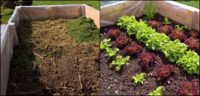 9 Reasons To Try Lasagna Gardening & How To Get Started