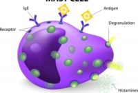 Are Vaccines Linked to Increase in Mast Cell Disease and Allergies?