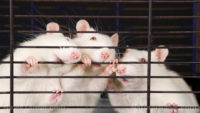 FDA now harvesting “fresh” aborted baby tissue to create “humanized mice”