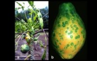 Virus Resistant GMO Papaya Fails as New Lineage of the Virus Develops