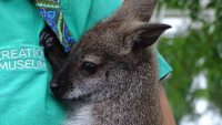 Introducing Boomer, the Baby Wallaby at the Creation Museum
