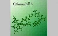 The Health Benefits of Chlorophyll: Supercharge Your Cellular Energy