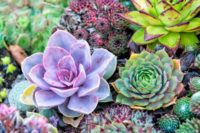 11 Best Succulents For Your Home + Tips To Help Them Thrive