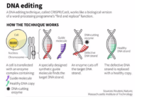 Europe Tightens Restrictions on CRISPR Gene-Edited Crops